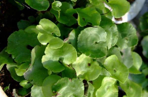 Adiantum fanifolia