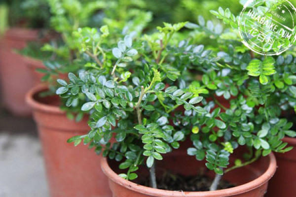 Potted fragrant wood