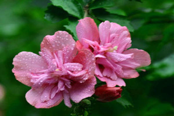 Hibiscus cultivation soil