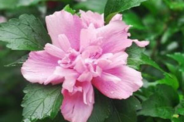 Hibiscus cultivation soil