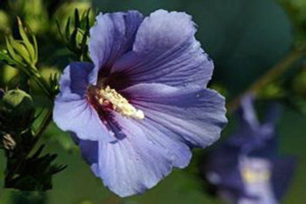 Hibiscus cultivated soil