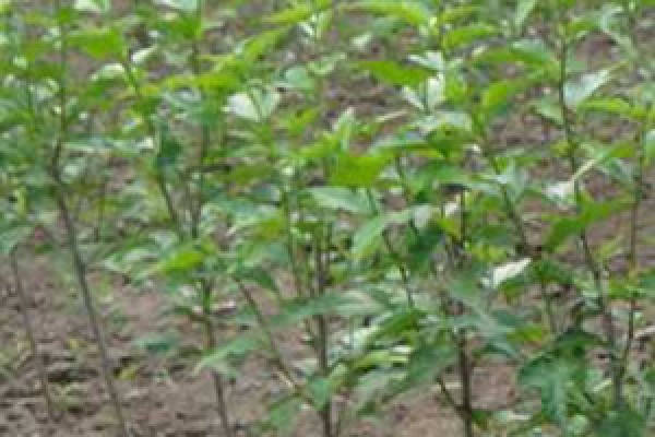 soil for Hibiscus cutting