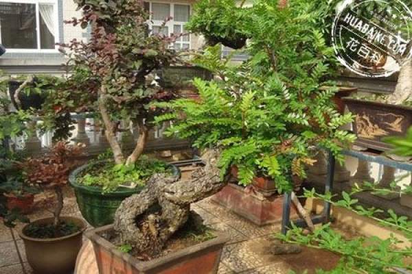 Fragrant wood bonsai picture appreciation