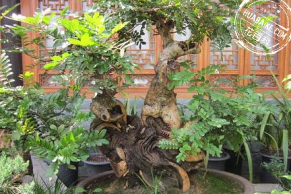 Fragrant wood bonsai picture appreciation