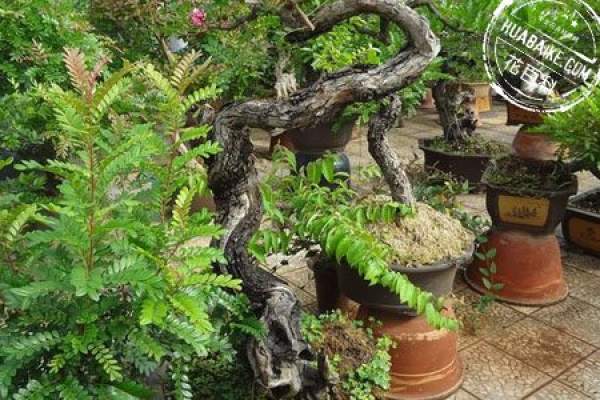 Fragrant wood bonsai picture appreciation