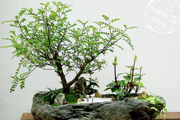 Fragrant wood bonsai picture appreciation