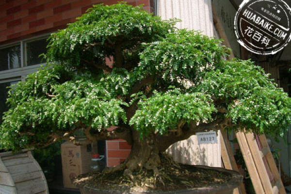Fragrant wood bonsai picture appreciation
