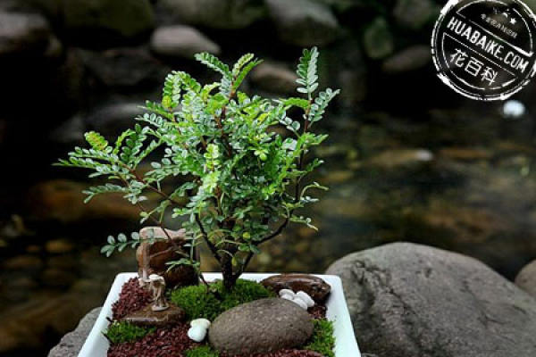 Fragrant wood bonsai picture appreciation