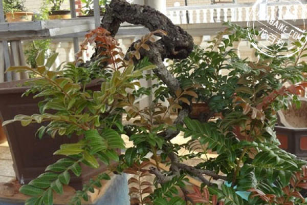 Fragrant wood bonsai picture appreciation