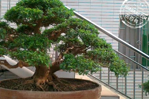Fragrant wood bonsai picture appreciation