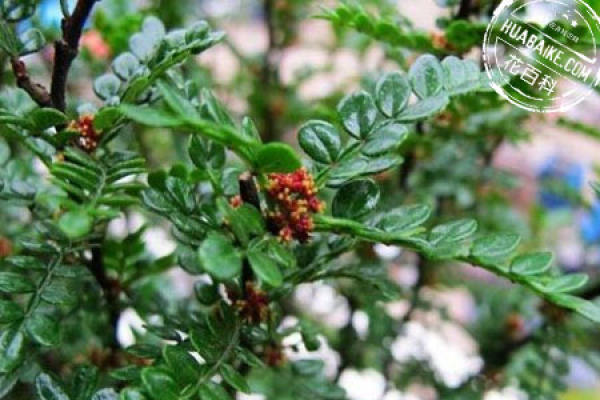Fragrant wood bonsai picture appreciation