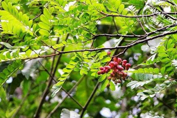 appreciation of Pistacia weinmannifolia bonsai pictures