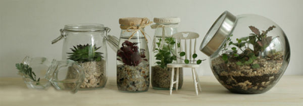 Select Adiantum