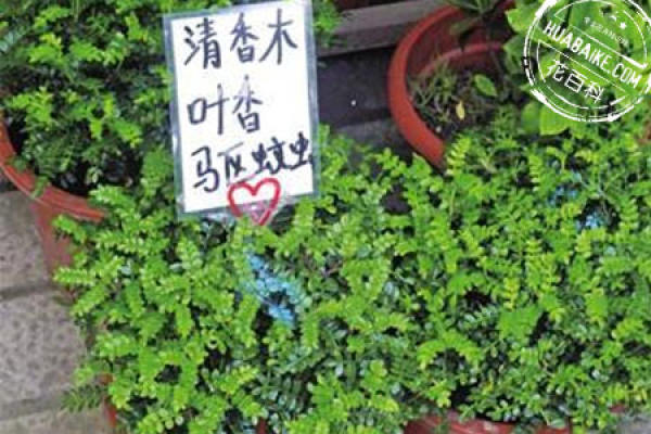 Purification Function of Qingxiangmu