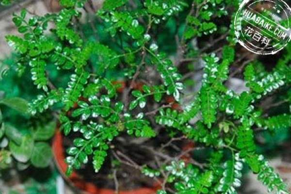 Purification Function of Qingxiangmu
