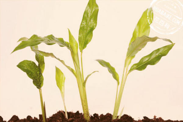 cutting propagation of Pistacia weinmannifolia