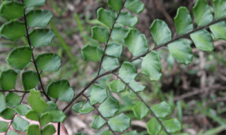 Common Pests and Diseases Affecting Adiantum Laevigatum