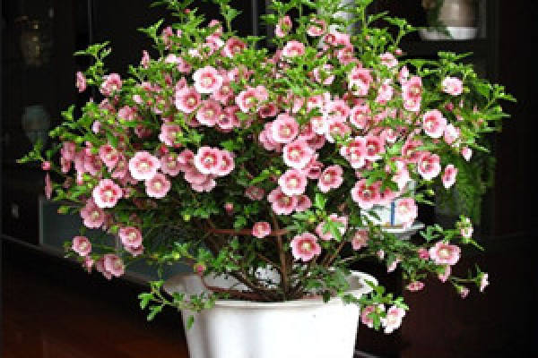 potted Hibiscus in full bloom