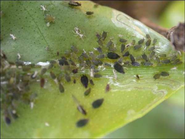 Camellia aphid