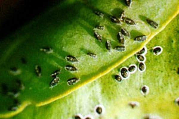 Camellia aphid