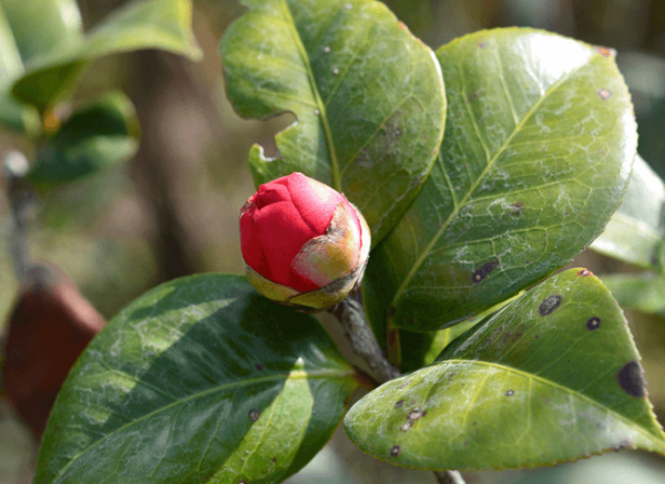 Camellia does not bloom