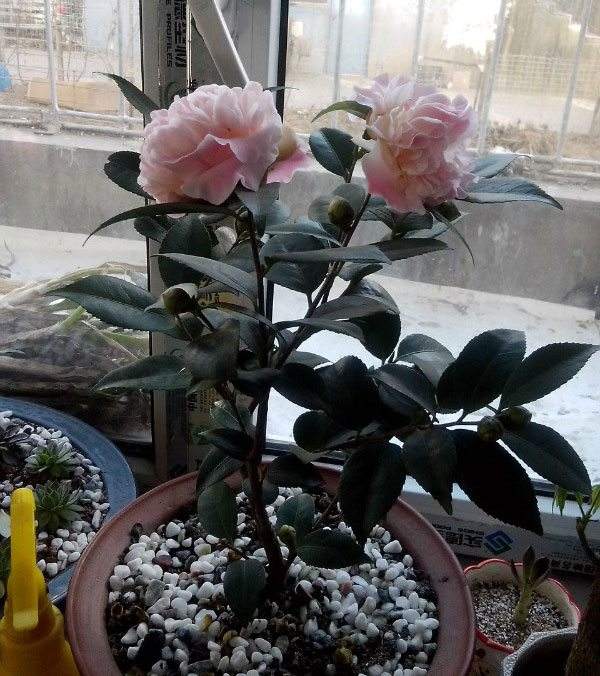 Camellia fertilization
