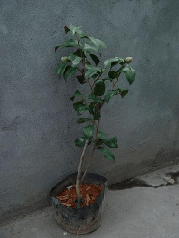 Tea flower in pot