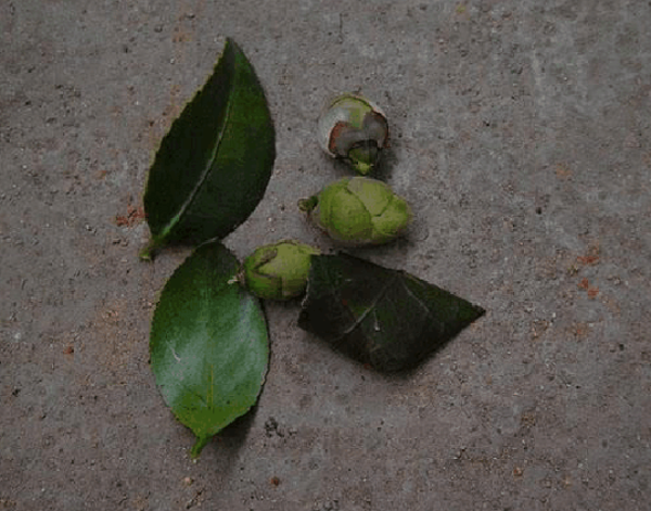 Tea flower in pot