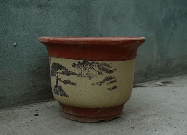 Tea flower in pot