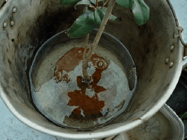 Tea flower in pot