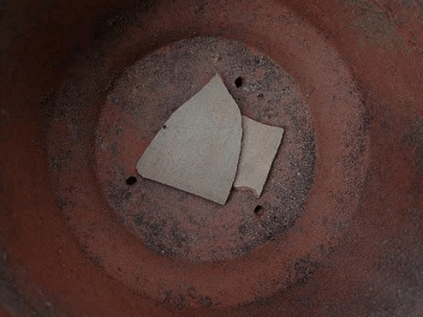 Tea flower in pot