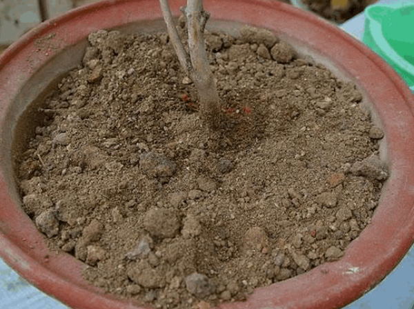 Tea flower in pot