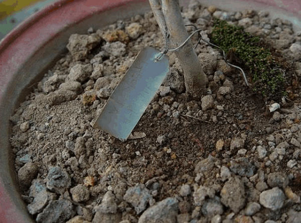 Tea flower in pot