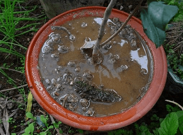Tea flower in pot