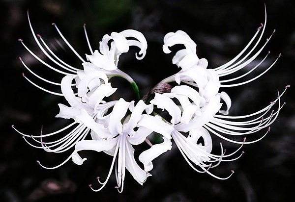 Datura