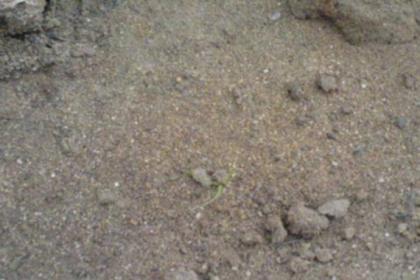 Soil for Potted Bottle Orchid