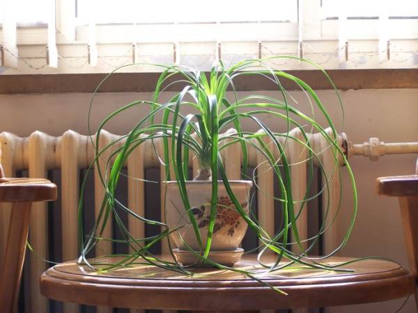 Soil for Potted Bottle Orchid