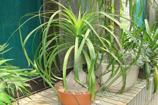 Soil for Potted Bottle Orchid