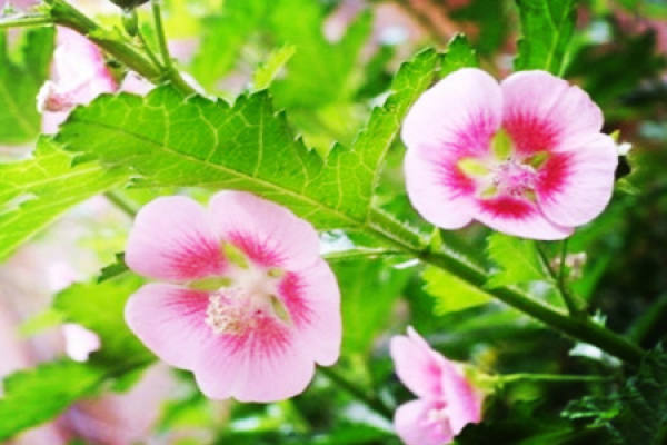 Hibiscus syriacus in the light