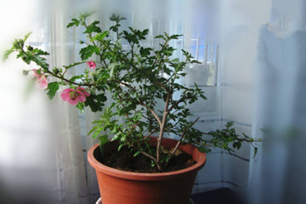 Hibiscus in the light