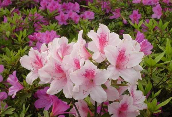 Cultivation method of Rhododendron