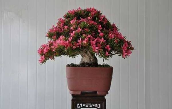Cultivation method of Rhododendron