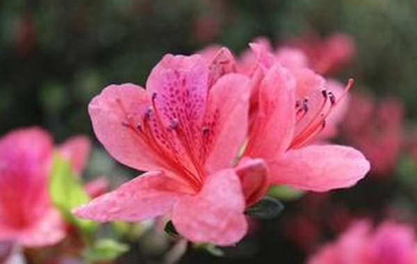 azalea pot selection