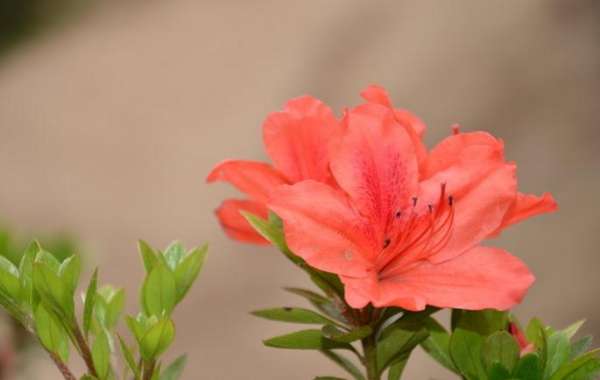 do pregnant women have azaleas in their homes? 