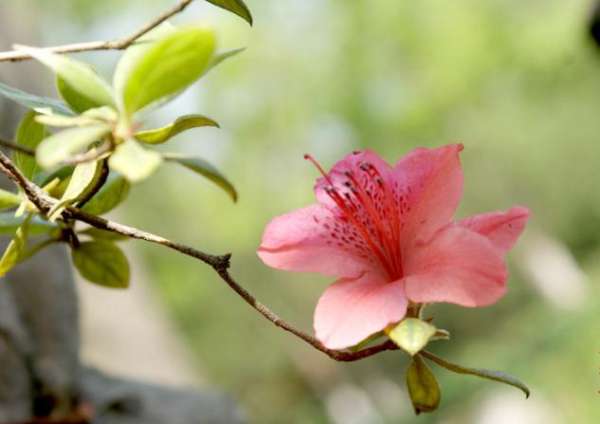 do pregnant women have azaleas in their homes? 