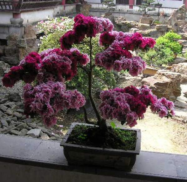 Rhododendron flower sorting pot