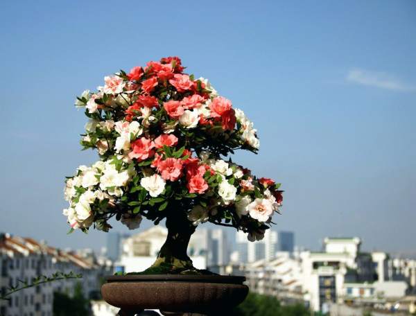 Rhododendron flower sorting pot