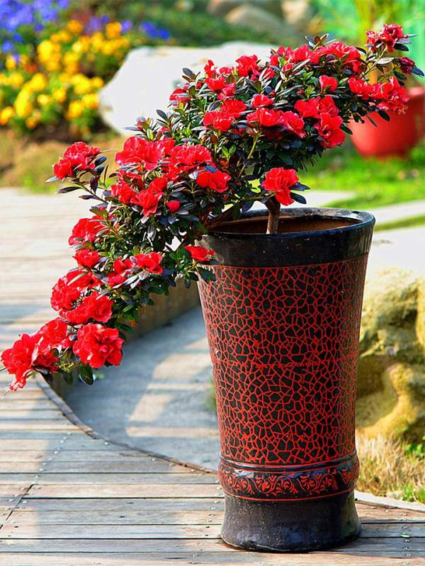 Rhododendron flower sorting pot