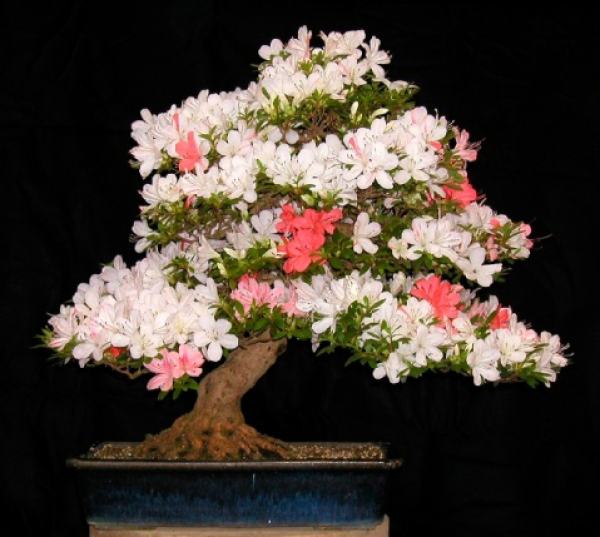Rhododendron flower sorting pot