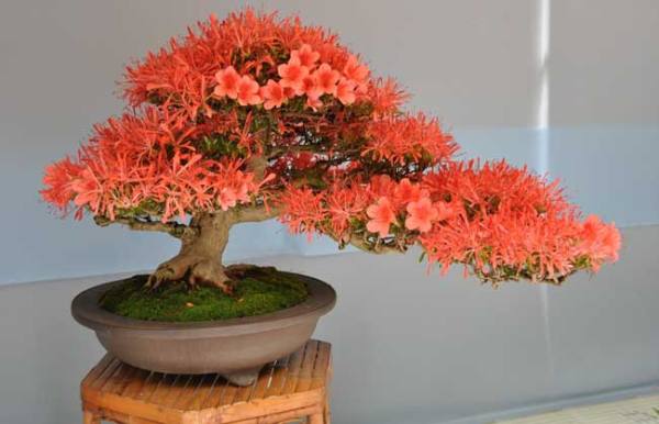 Rhododendron flower sorting pot